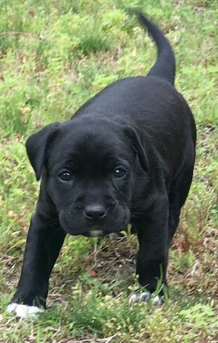 Moxy, an adoptable Labrador Retriever Mix in Cumming, GA_image-3