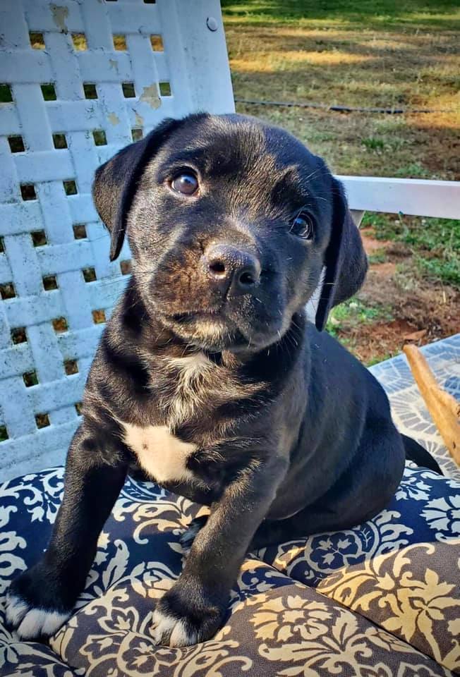 Moxy, an adoptable Labrador Retriever Mix in Cumming, GA_image-1