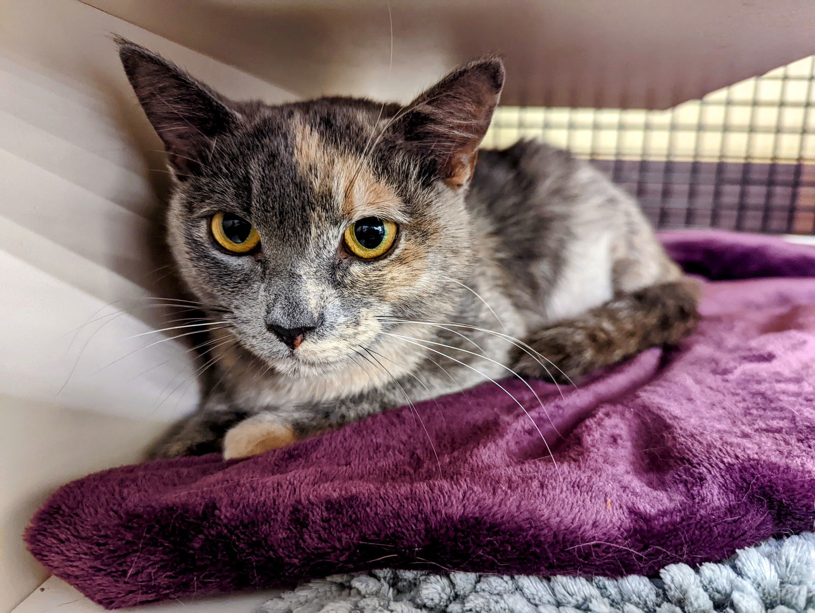 Pixie, an adoptable Domestic Short Hair in Maggie Valley, NC, 28751 | Photo Image 1