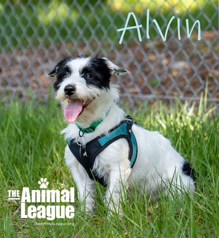 Alvin, an adopted Jack Russell Terrier Mix in Clermont, FL_image-1