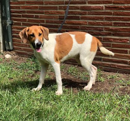 Daisy, an adoptable Hound Mix in Moultrie, GA_image-1