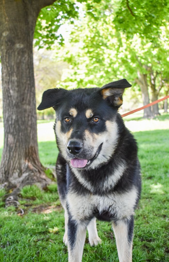 Mr. Floofs, an adoptable German Shepherd Dog, Rottweiler in Yakima, WA, 98901 | Photo Image 2