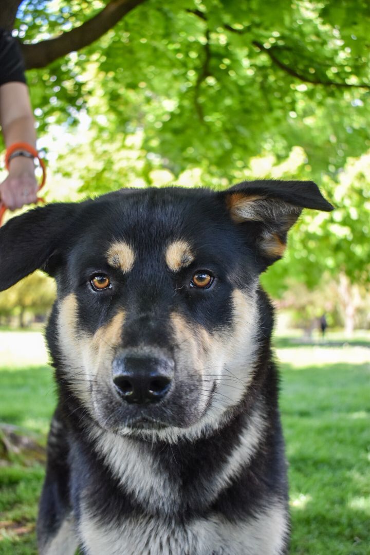 Mr. Floofs, an adoptable German Shepherd Dog, Rottweiler in Yakima, WA, 98901 | Photo Image 3
