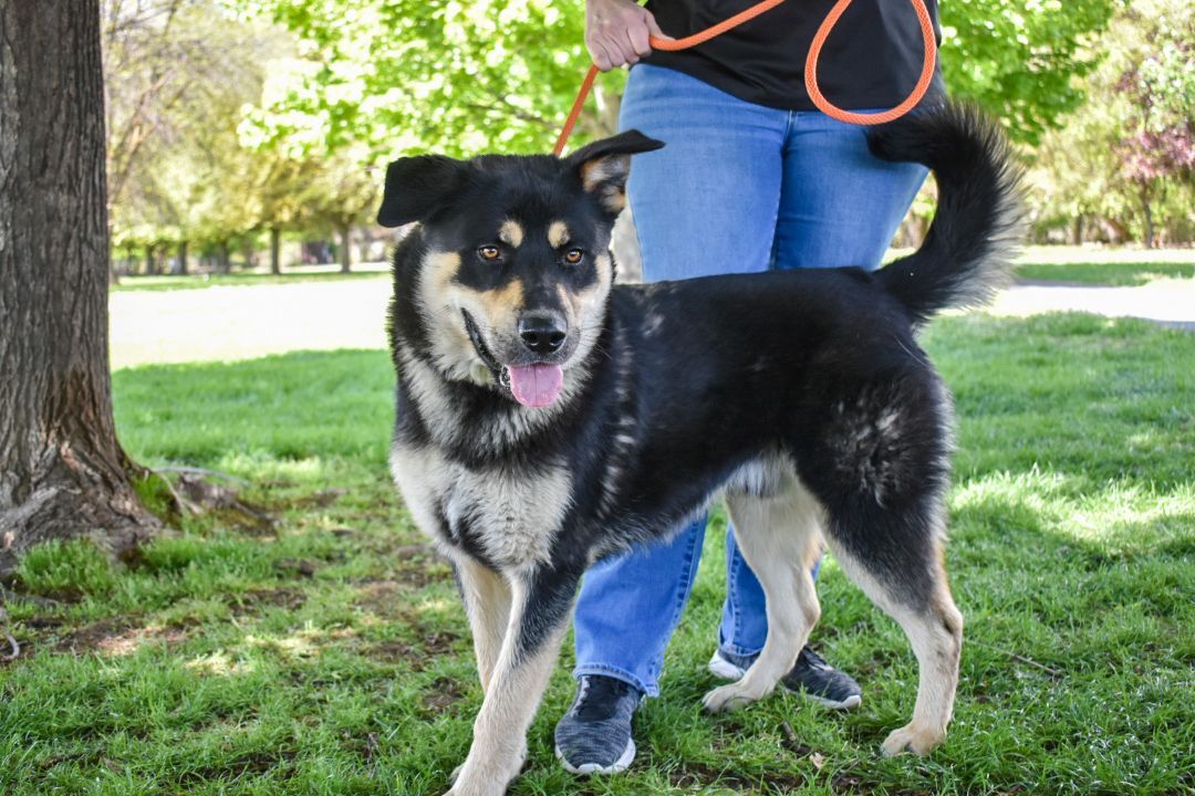 Mr. Floofs, an adoptable German Shepherd Dog, Rottweiler in Yakima, WA, 98901 | Photo Image 4
