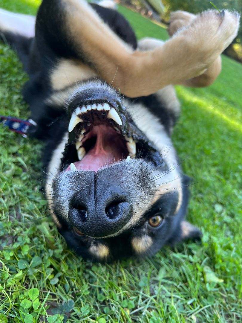 Mr. Floofs, an adoptable German Shepherd Dog, Rottweiler in Yakima, WA, 98901 | Photo Image 1