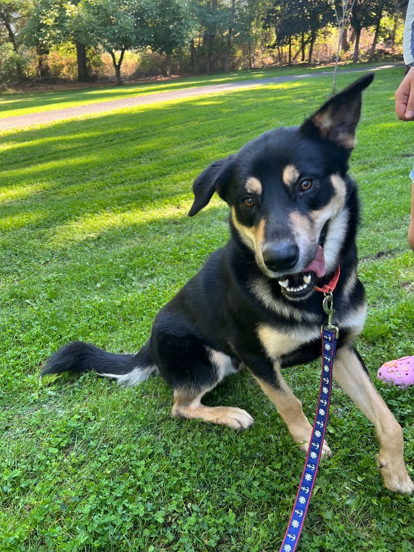 Mr. Floofs, an adoptable German Shepherd Dog, Rottweiler in Yakima, WA, 98901 | Photo Image 5