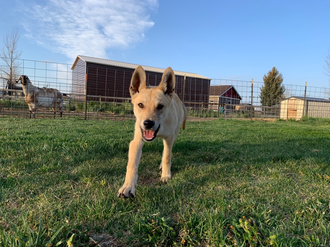 Wile E. Coyote, an adoptable Mixed Breed, Shepherd in Carr, CO, 80612 | Photo Image 3