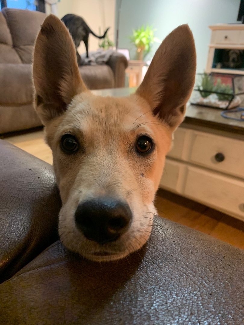 Wile E. Coyote, an adoptable Mixed Breed, Shepherd in Carr, CO, 80612 | Photo Image 5