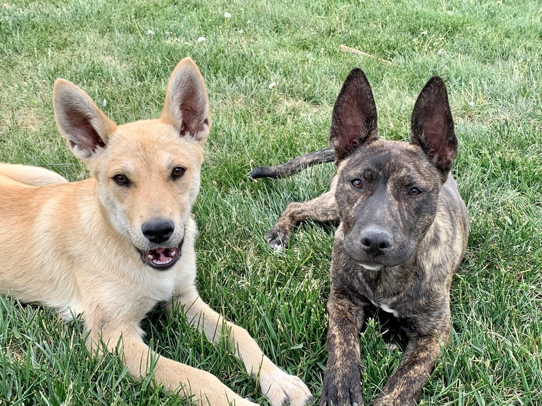 Wile E. Coyote, an adoptable Mixed Breed, Shepherd in Carr, CO, 80612 | Photo Image 7