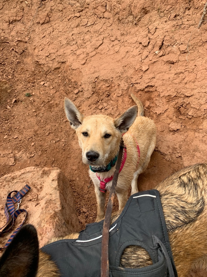 Wile E. Coyote, an adoptable Mixed Breed, Shepherd in Carr, CO, 80612 | Photo Image 9