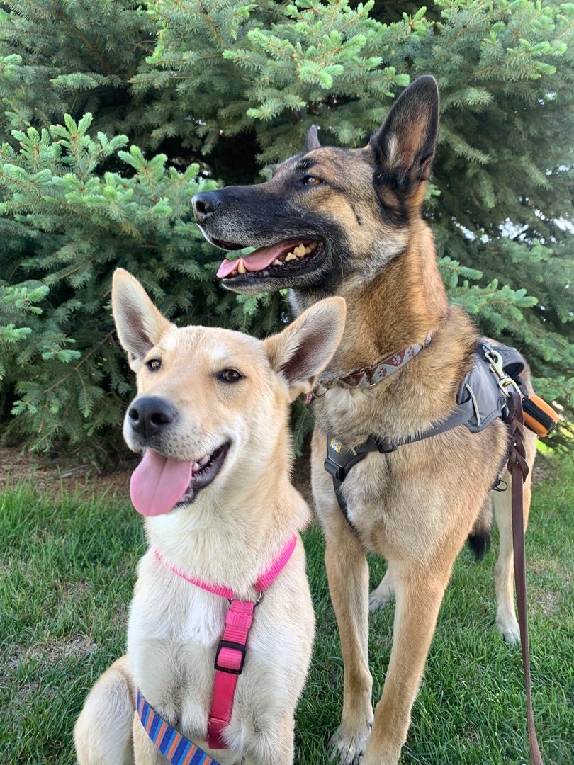 Wile E. Coyote, an adoptable Mixed Breed, Shepherd in Carr, CO, 80612 | Photo Image 11