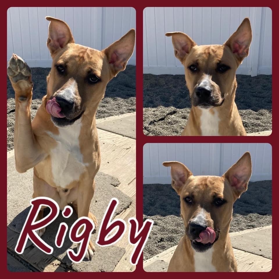 Rigby