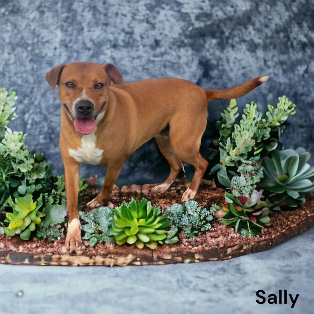 Sally, an adoptable American Bulldog in Williston, VT, 05495 | Photo Image 4
