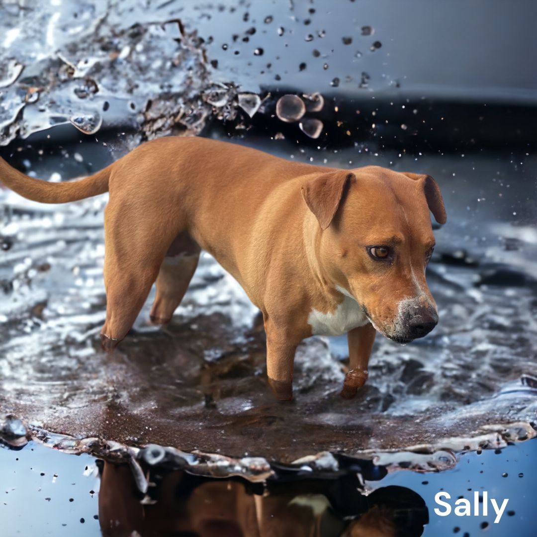 Sally, an adoptable American Bulldog in Williston, VT, 05495 | Photo Image 5