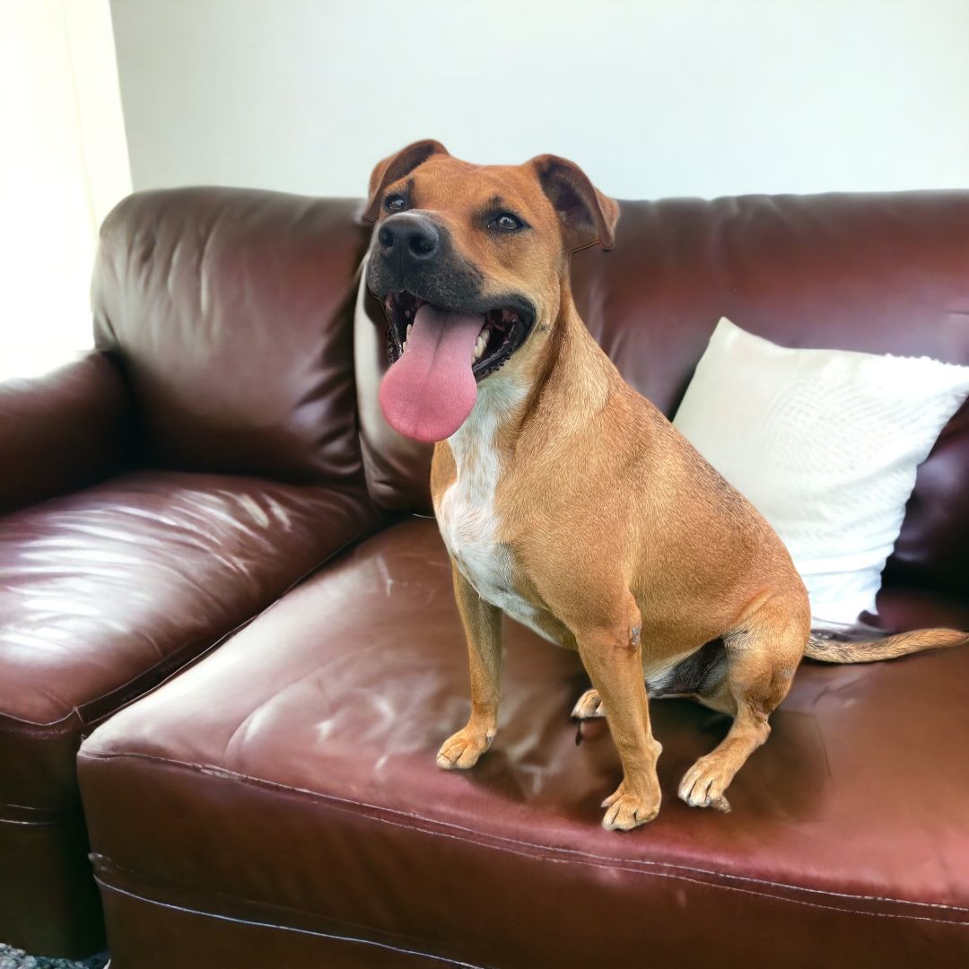 Sally, an adoptable American Bulldog in Williston, VT, 05495 | Photo Image 1