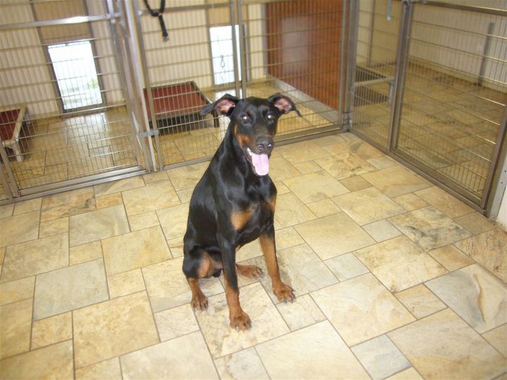what size dog crate for a doberman