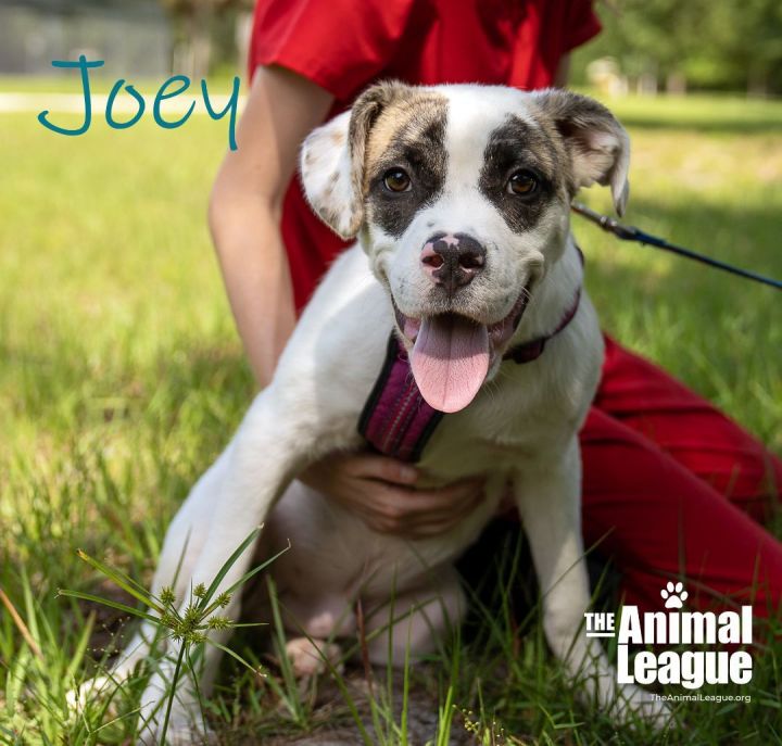 Joey, an adoptable Boxer & American Bulldog Mix in Clermont, FL_image-1