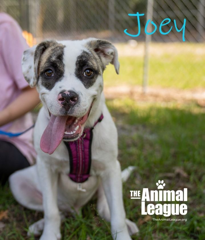 Joey, an adoptable Boxer & American Bulldog Mix in Clermont, FL_image-2