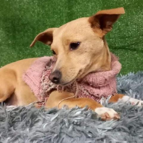 Florecita, an adoptable Chihuahua & Dachshund Mix in San Diego, CA_image-4