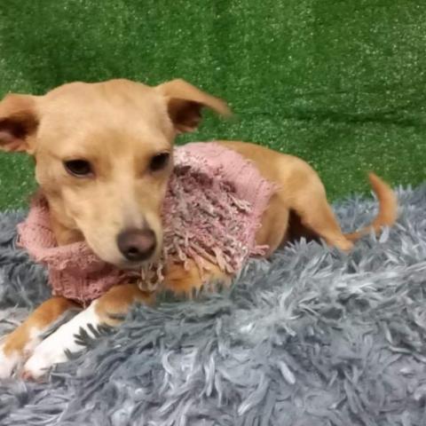 Florecita, an adoptable Chihuahua & Dachshund Mix in San Diego, CA_image-5