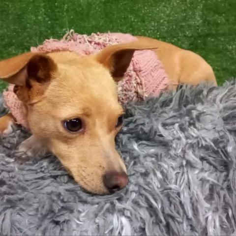 Florecita, an adoptable Chihuahua & Dachshund Mix in San Diego, CA_image-6