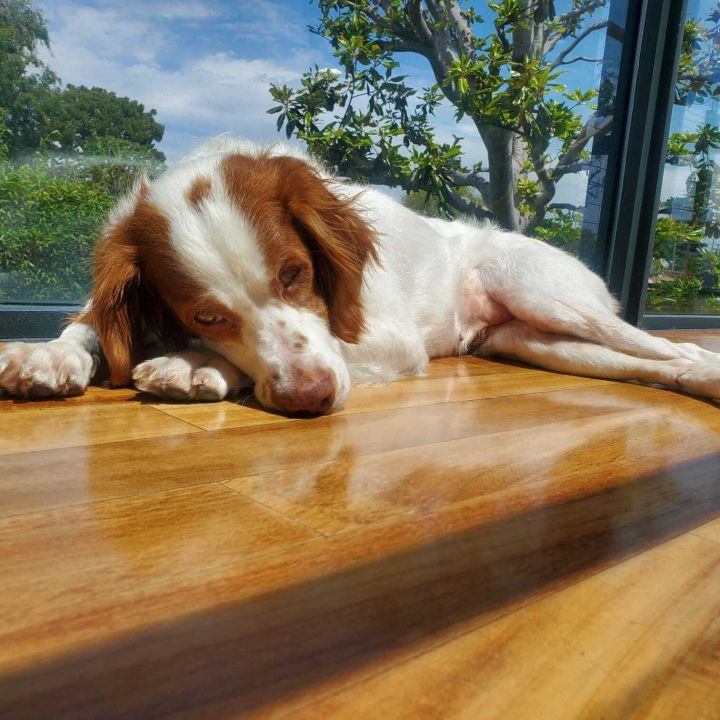 Janay, an adoptable Brittany Spaniel in South San Francisco, CA_image-2