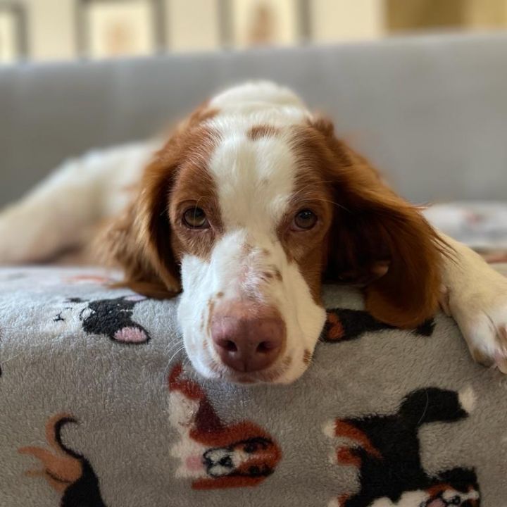 Janay, an adoptable Brittany Spaniel in South San Francisco, CA_image-3