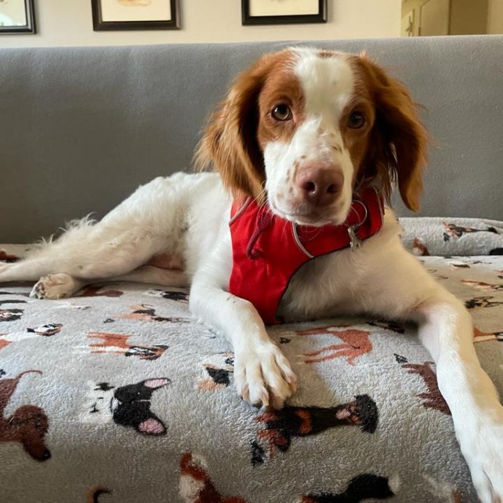 Janay, an adoptable Brittany Spaniel in South San Francisco, CA_image-5