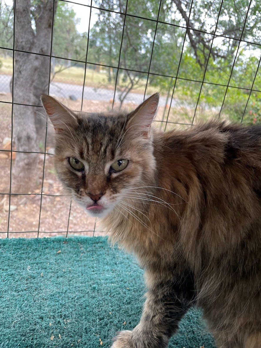 Gabby, an adoptable Domestic Long Hair in Redding, CA, 96099 | Photo Image 1