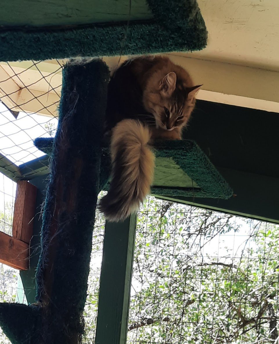 Gabby, an adoptable Domestic Long Hair in Redding, CA, 96099 | Photo Image 2