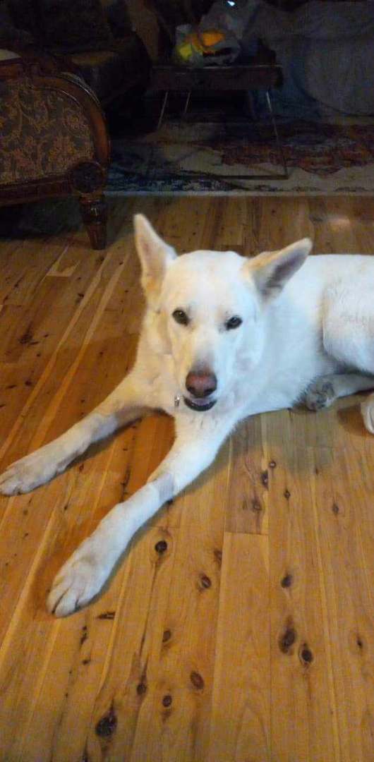Dakota, an adoptable German Shepherd Dog in Brownwood, TX, 76801 | Photo Image 1