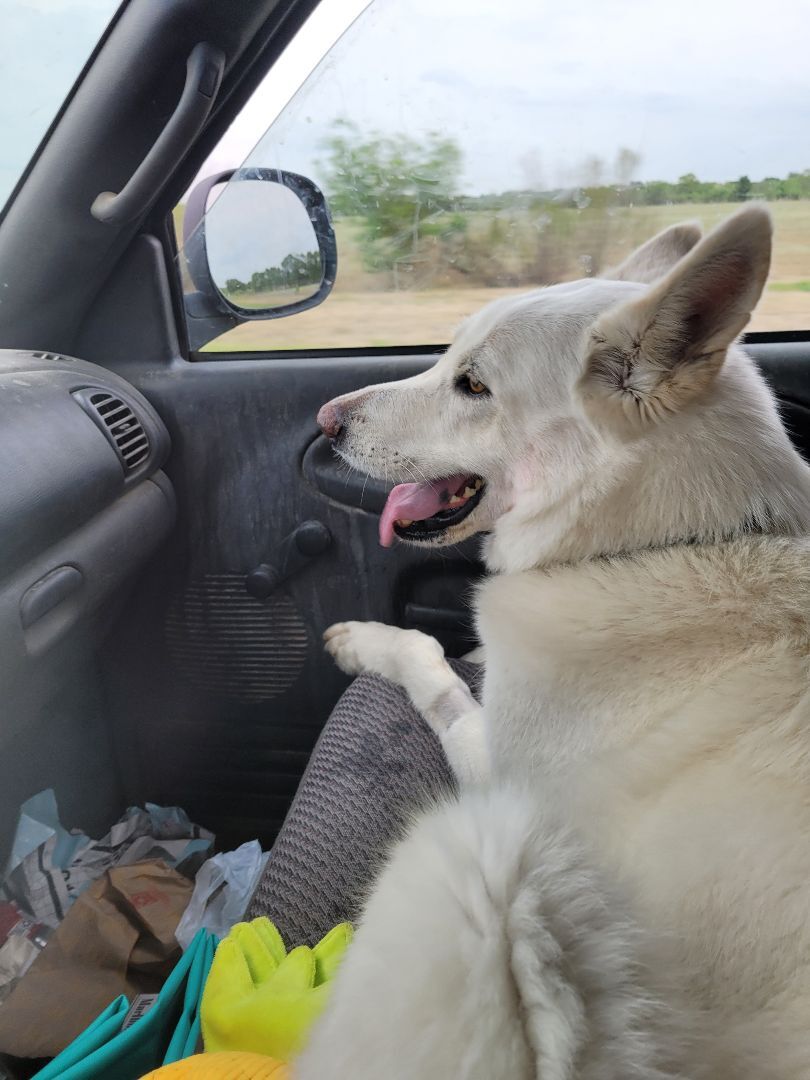 Dakota, an adoptable German Shepherd Dog in Brownwood, TX, 76801 | Photo Image 4