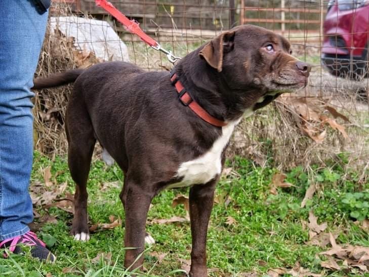 Mack, an adoptable Mixed Breed in Hickory Flat, MS, 38633 | Photo Image 1