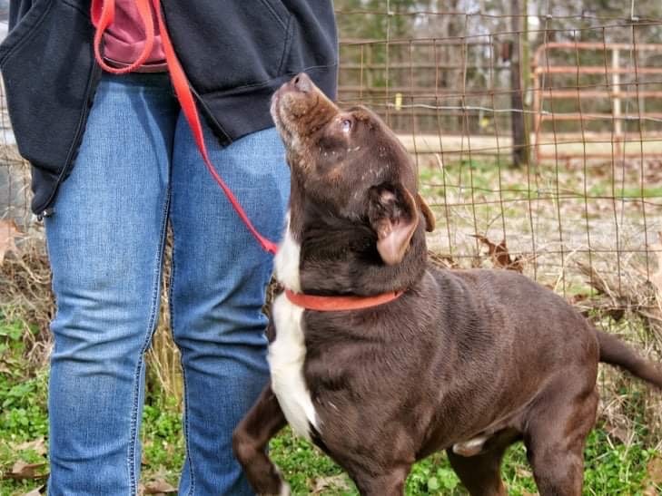 Mack, an adoptable Mixed Breed in Hickory Flat, MS, 38633 | Photo Image 2