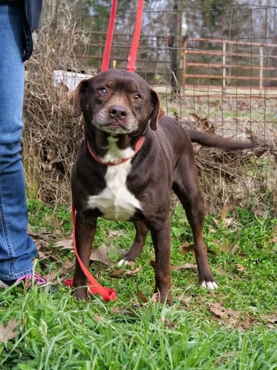 Mack, an adoptable Mixed Breed in Hickory Flat, MS, 38633 | Photo Image 3