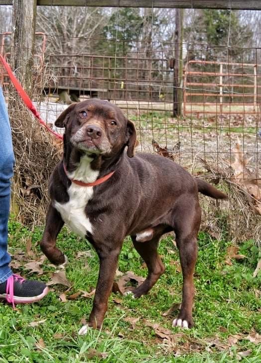 Mack, an adoptable Mixed Breed in Hickory Flat, MS, 38633 | Photo Image 4