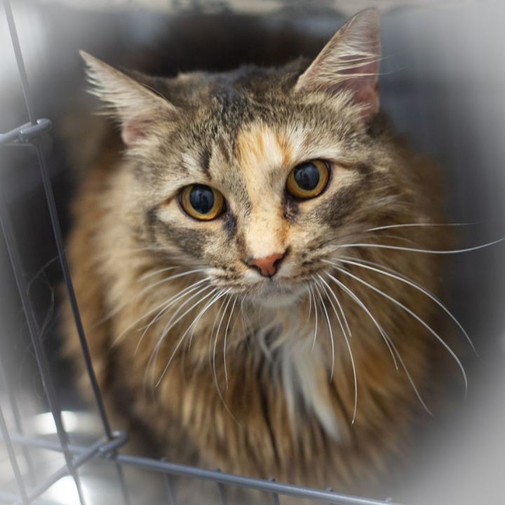 Puff, an adopted Tortoiseshell & Maine Coon Mix in Ponte Vedra, FL_image-2