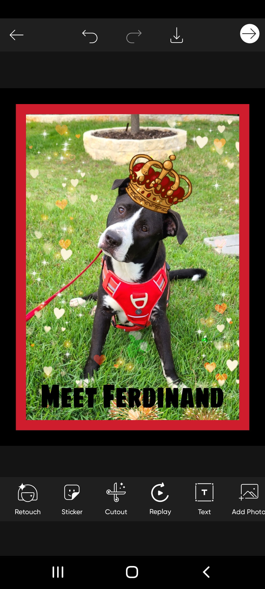 Ferdinand, an adoptable Pit Bull Terrier, Pointer in San Antonio, TX, 78217 | Photo Image 1