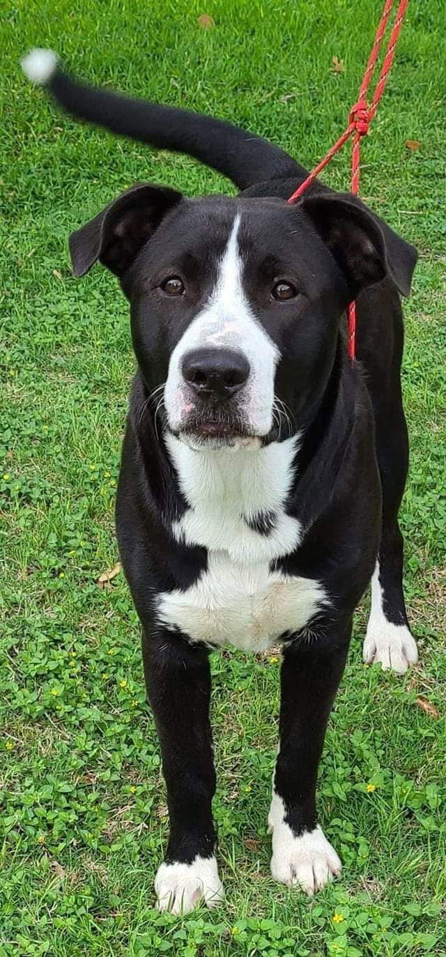 Ferdinand, an adoptable Labrador Retriever, Pointer in San Antonio, TX, 78217 | Photo Image 2