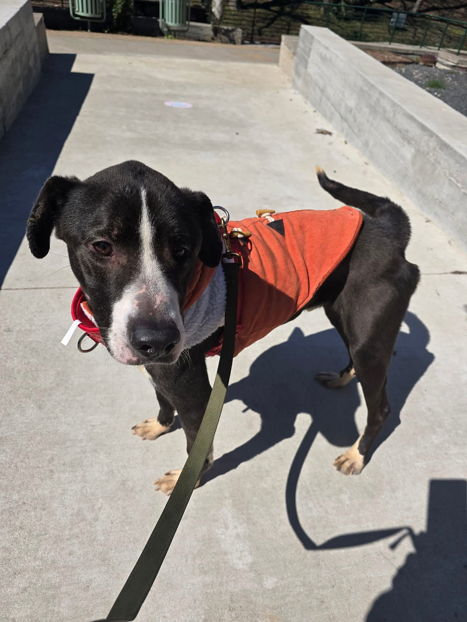 Ferdinand, an adoptable Labrador Retriever, Pointer in San Antonio, TX, 78217 | Photo Image 3