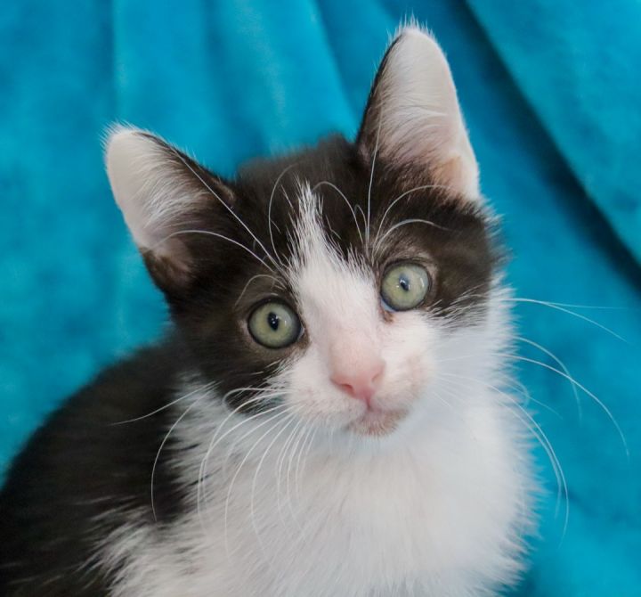 BeetleJuice, an adopted Tuxedo in Saint Augustine, FL_image-2