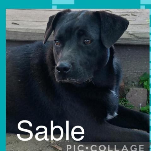 Sable