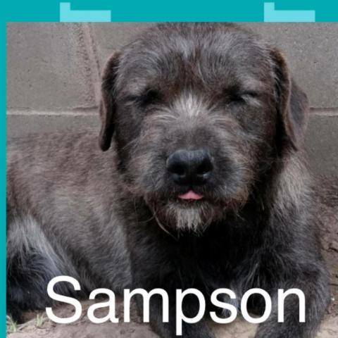 Sampson