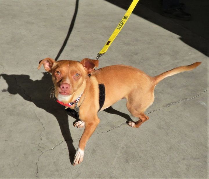 Dachshund pitbull 2024 chihuahua mix