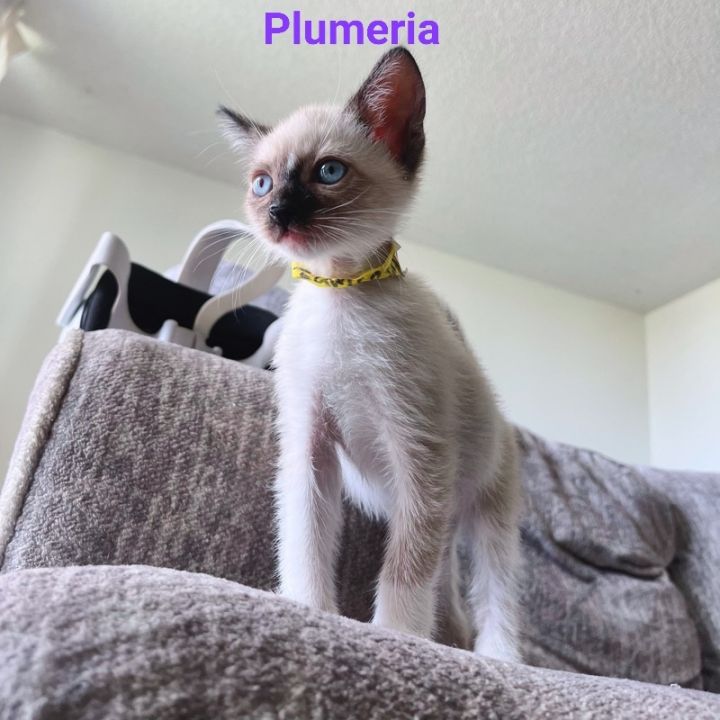 Plumeria, an adopted Siamese in Honolulu, HI_image-2