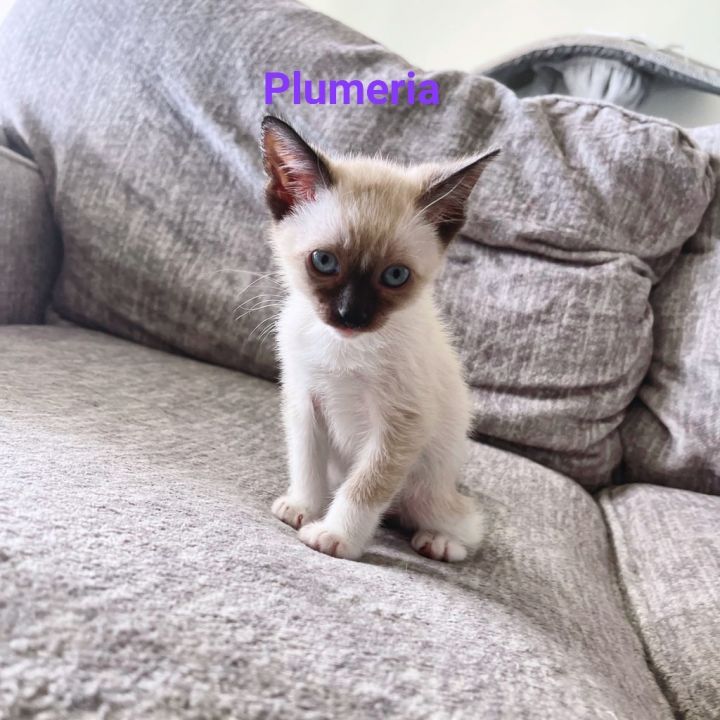 Plumeria, an adopted Siamese in Honolulu, HI_image-3