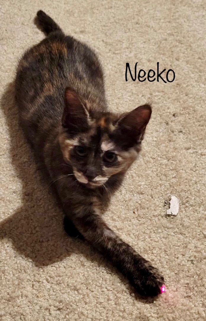 Neeko detail page