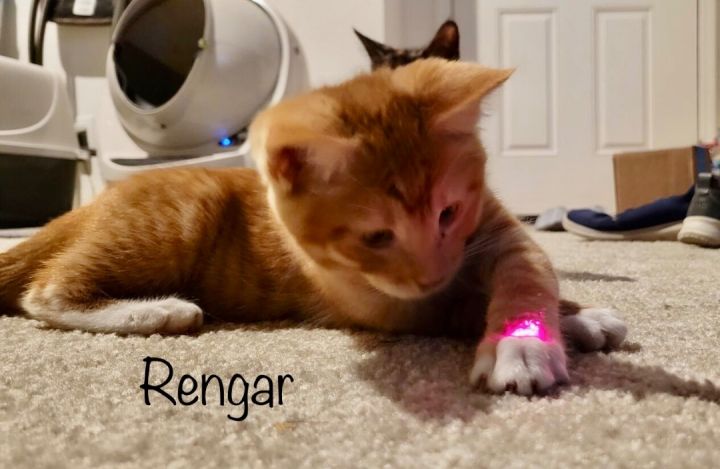 Rengar, an adopted Tabby Mix in Mission Viejo, CA_image-4