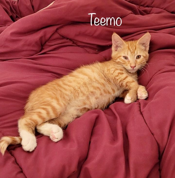 Teemo, an adoptable Tabby Mix in Mission Viejo, CA_image-1