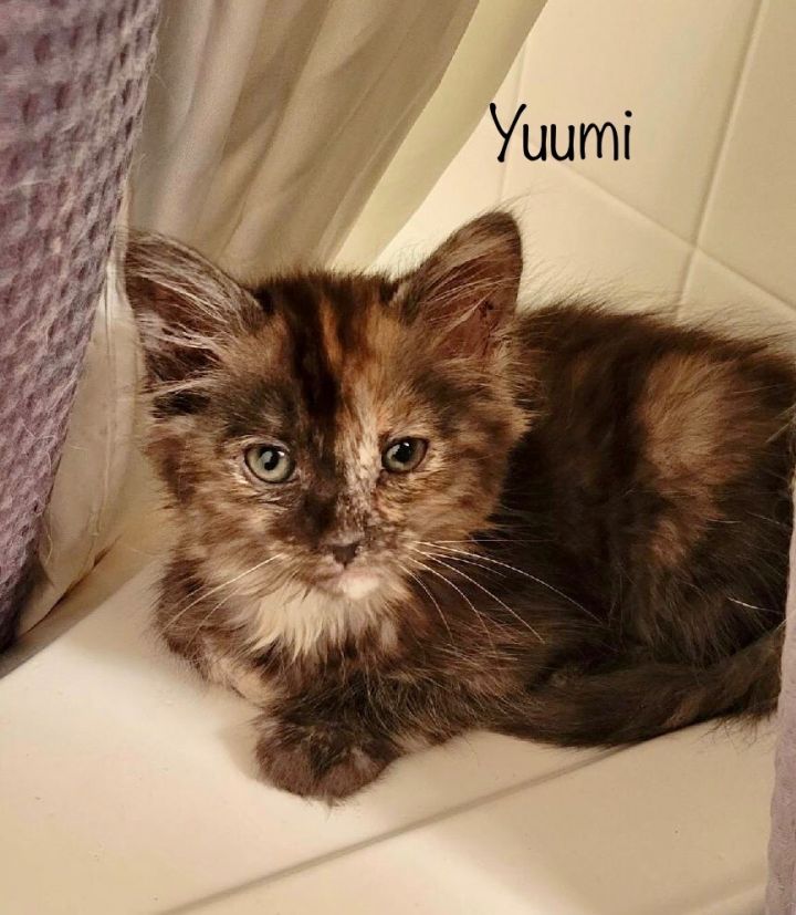 Yuumi, an adoptable Maine Coon & Tortoiseshell Mix in Mission Viejo, CA_image-1